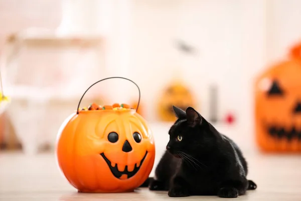 Black cat with candies in halloween bucket — Stock Photo, Image