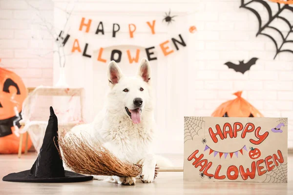 Swiss shepherd dog with hat, broom and text Happy Halloween