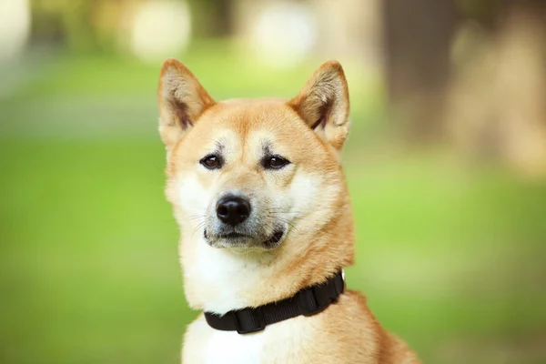 Shiba inu hund med krage i parken – stockfoto
