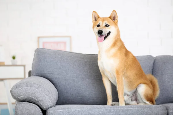 Shiba inu cão sentado no sofá cinza em casa — Fotografia de Stock