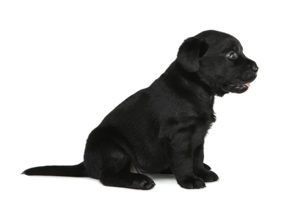 Labrador schwarzer Welpe isoliert auf weißem Hintergrund — Stockfoto