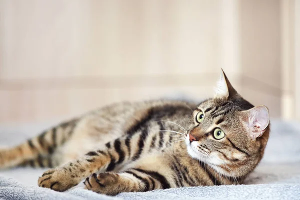 チェック柄の上に横たわる美しい猫 — ストック写真