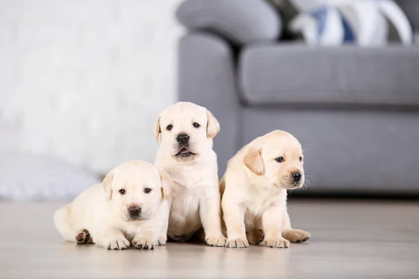 Beautiful labrador puppies at home — Stock Photo, Image