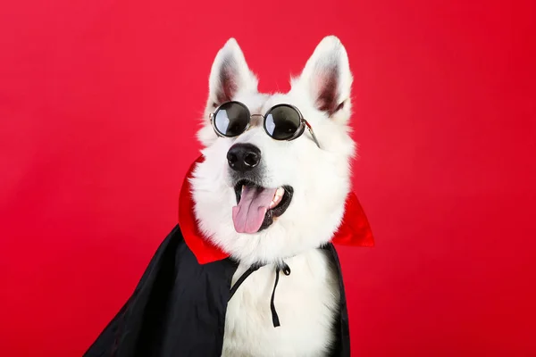 Swiss shepherd dog in dracula costume and sunglasses on red back — Stock Photo, Image