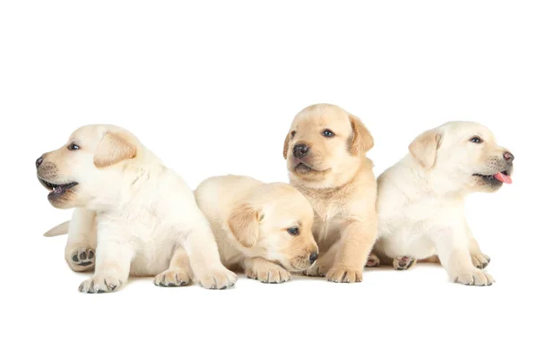 Cachorros Labrador aislados sobre fondo blanco — Foto de Stock