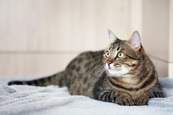 Gato bonito deitado na planície — Fotografia de Stock