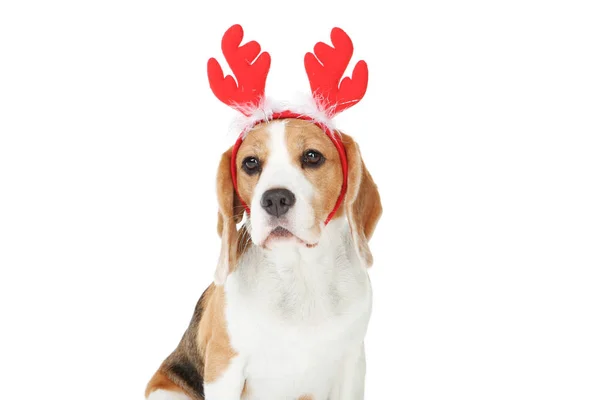 白い背景に隔離された赤い角を持つビーグル犬 — ストック写真