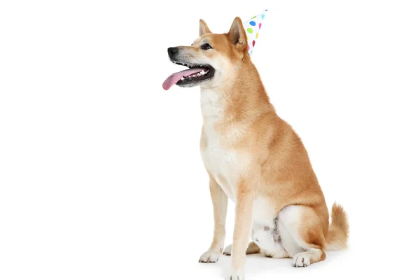 Shiba inu cão em tampão de aniversário isolado no fundo branco — Fotografia de Stock