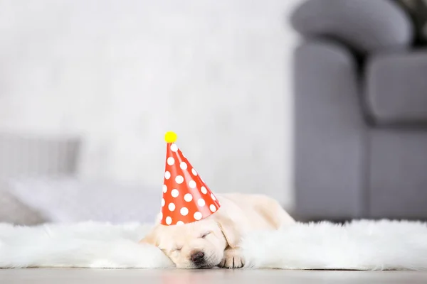 Cãozinho Labrador com chapéu de papel deitado no tapete branco em casa — Fotografia de Stock