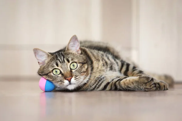 Schöne Katze mit Ballspielzeug auf dem Boden liegend — Stockfoto