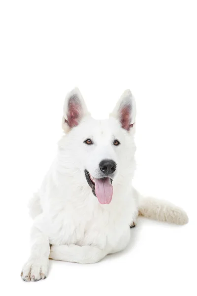 Cão pastor suíço deitado no fundo branco — Fotografia de Stock