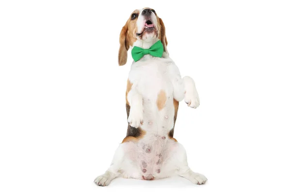 Perro Beagle con pajarita verde aislada sobre fondo blanco — Foto de Stock