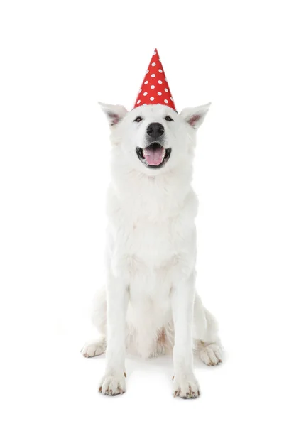 สุนัขเลี้ยงแกะสวิสที่มีหมวกวันเกิดบนพื้นหลังสีขาว — ภาพถ่ายสต็อก