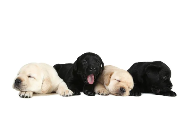 Labrador puppies isolated on white background — Stock Photo, Image