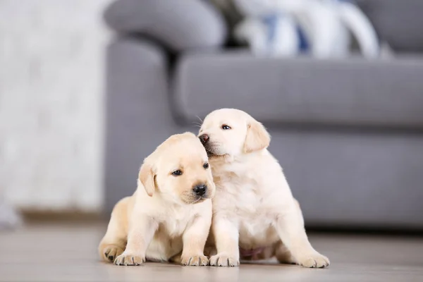 Hermosos cachorros labrador en casa — Foto de Stock