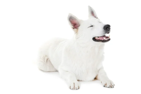 Ελβετικό ποιμενικό σκυλί που βρίσκεται σε λευκό φόντο — Φωτογραφία Αρχείου