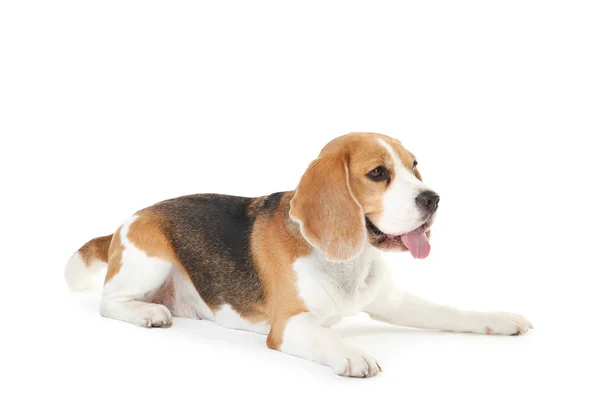 Beagle perro aislado sobre fondo blanco —  Fotos de Stock