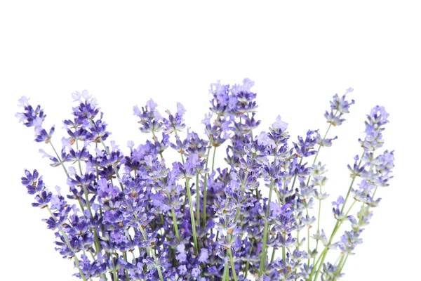 Lavendel bloemen geïsoleerd op witte achtergrond — Stockfoto