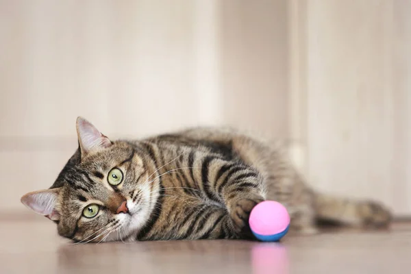 Schöne Katze mit Ballspielzeug auf dem Boden liegend — Stockfoto