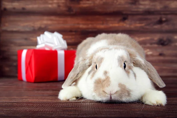 아름 다운 토끼 갈색 나무 테이블에 빨간 선물 상자 — 스톡 사진