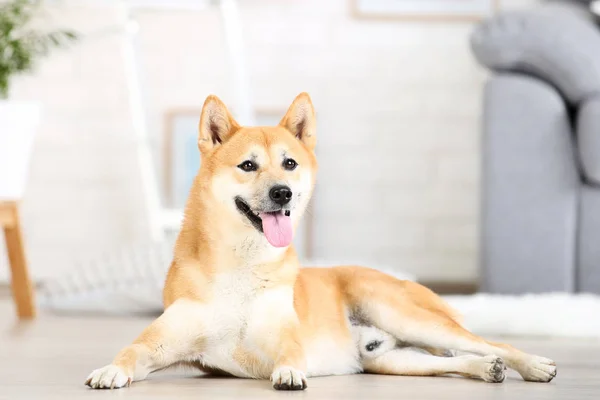 Shiba inu cão deitado no chão em casa — Fotografia de Stock