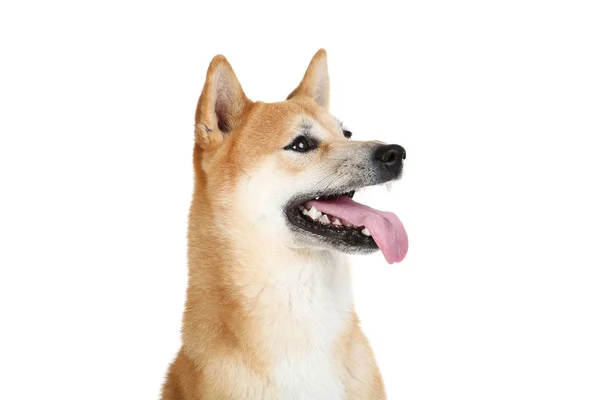 Shiba inu hond geïsoleerd op witte achtergrond — Stockfoto