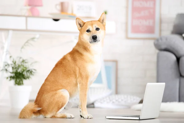 Shiba inu perro sentado en el suelo en casa con ordenador portátil — Foto de Stock