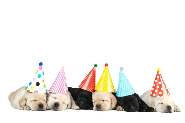Labrador puppies in birthday caps isolated on white background — Stock Photo, Image