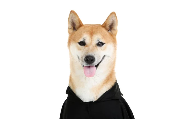 Shiba inu cão em traje de Halloween preto no fundo branco — Fotografia de Stock