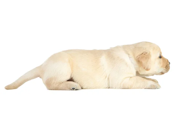 Cachorrinho Labrador isolado no fundo branco — Fotografia de Stock