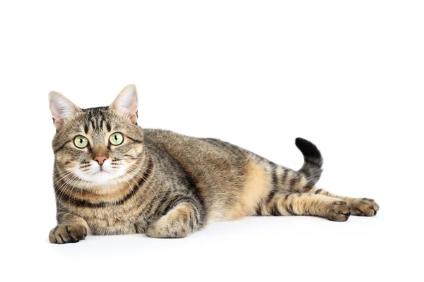 Hermoso gato acostado sobre fondo blanco —  Fotos de Stock