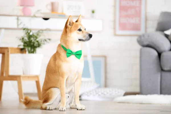Собака шиба ину с зеленым галстуком из лука сидит дома на полу — стоковое фото
