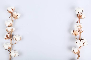 gri zemin üzerine Pamuk çiçek