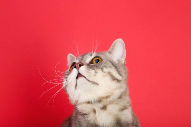 kırmızı zemin üzerine güzel kedi