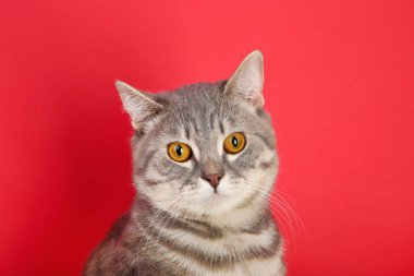 kırmızı zemin üzerine güzel kedi