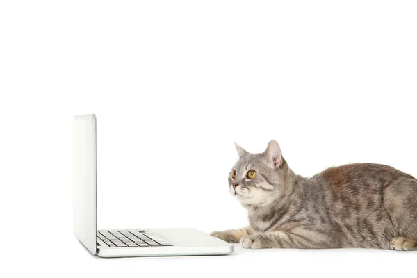 Piękny kot z komputerem przenośnym na białym tle — Zdjęcie stockowe