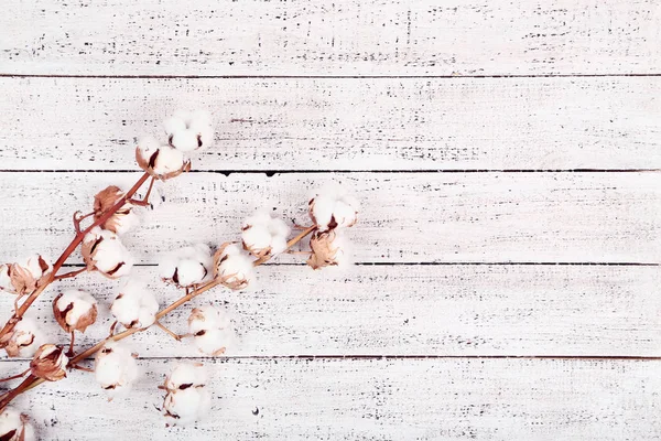 Ramo de árvore com flores de algodão na mesa de madeira branca — Fotografia de Stock