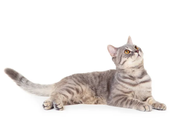 Hermoso gato acostado sobre fondo blanco — Foto de Stock