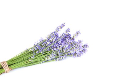 Beyaz arkaplanda lavanta çiçekleri izole