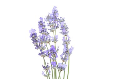 Beyaz arkaplanda lavanta çiçekleri izole