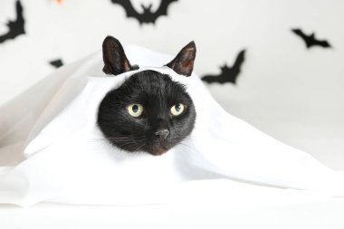Beyaz cadılar bayramı kostümlü siyah kedi