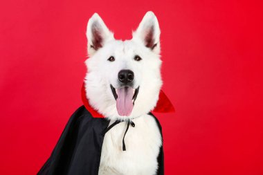 Kırmızı arka plan üzerinde dracula kostümlü İsviçre çoban köpeği
