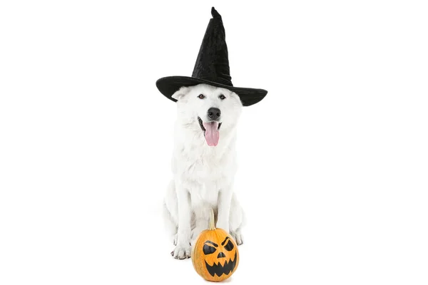 瑞士牧羊犬在帽子与万圣节南瓜和扫把wh 图库照片 C 5seconds