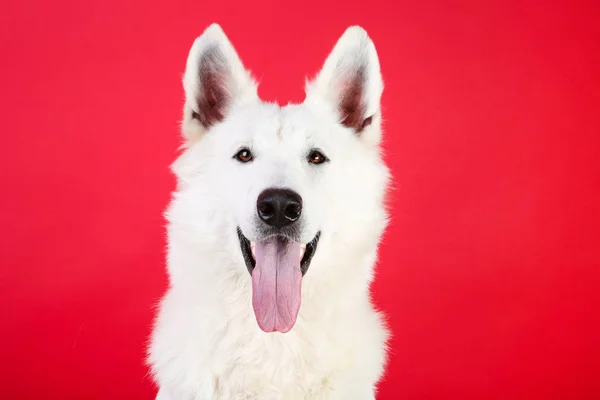 Cane da pastore svizzero su sfondo rosso — Foto Stock