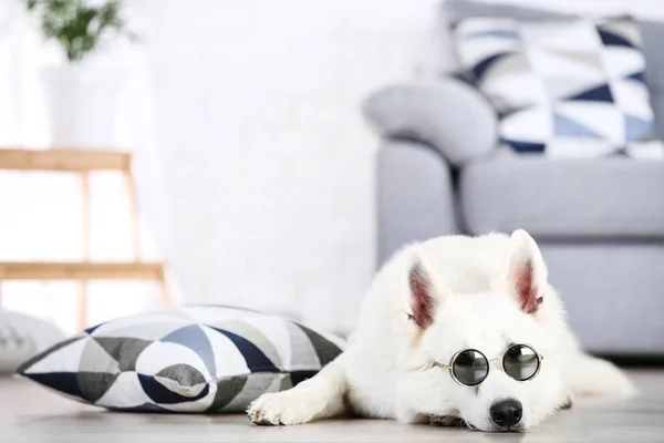 Perro pastor suizo tirado en el suelo en casa — Foto de Stock