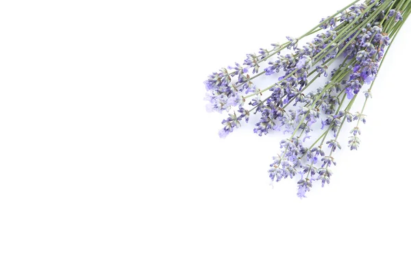 Levendula virágok elszigetelt fehér háttér — Stock Fotó
