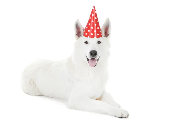 Schweizer Schäferhund mit Geburtstagskappe auf weißem Hintergrund — Stockfoto