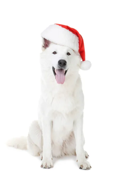 白い背景にクリスマス帽子を持つスイスの羊飼いの犬 — ストック写真