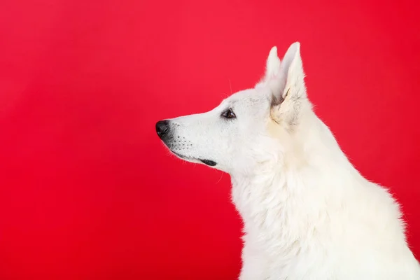 Cane da pastore svizzero su sfondo rosso — Foto Stock
