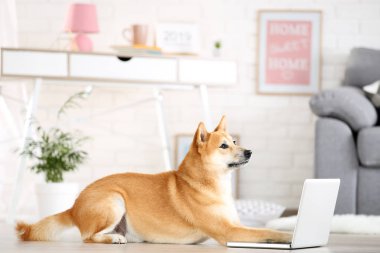 Shiba inu köpek dizüstü bilgisayar ile evde yerde yatıyor